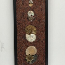 A wall hanging with shells on it