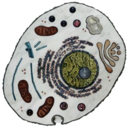 A plant cell is shown in an animated style.
