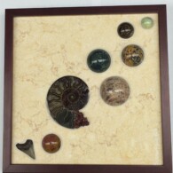 Ammonite Sampler IV <br> 13” x 13”, 2014 <brk> Limestone; spheres of prehnite, stromatolite, orbicular jasper, Kabamba Jasper, feldspar, mookaite; shark’s tooth, calcite crystal, ammonite A picture of some shells and rocks in a frame.