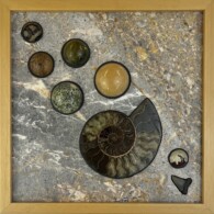 Earth Sampler Series XXIX: Below the Turbidite Zone <br>
13”x 13”, 2023 <br>
Conglomeritic marble; Spheres of: septarian, coquina, agate, rhyolite, calcite, agate with jasper; Fossils: shark’s tooth and ammonite A picture of some shells on the ground.