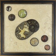 Earth Sampler Series XXX: Oolids on Fire <br> 13”x 13”, 2023 <br>
Limestone; ammonite and septarian nodule; Spheres of: jasper and agate, rhyolite, serpentine with pyrite, coral, Ferruginous Silicified Shale (Printstone), banded jasper A picture of some shells and coins in a frame.